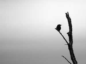 Dragon Hill, Santa Cruz Island, Galapagos 091.jpg